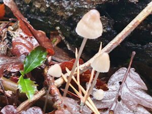 liberty cap mushroom