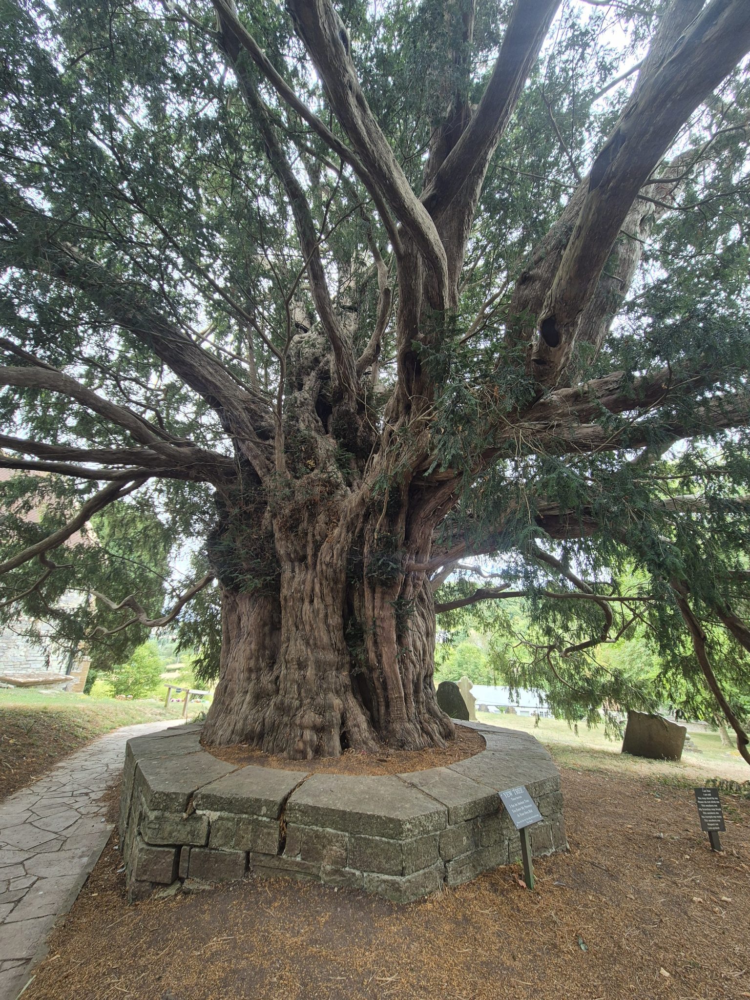 Compton Dundon & Yew Tree
